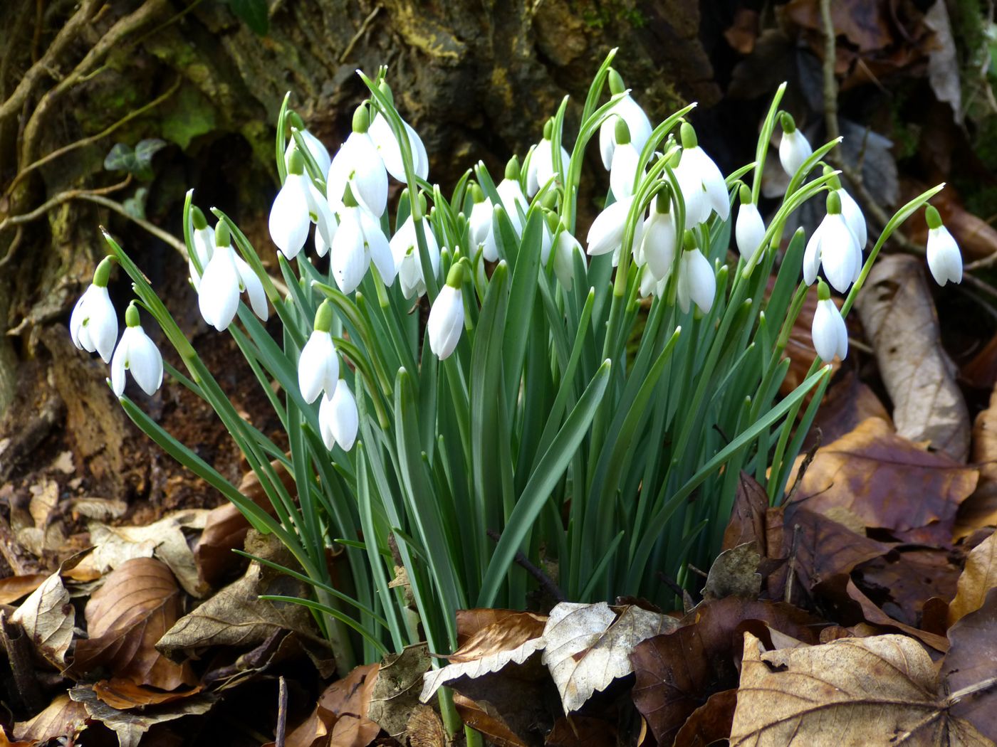 Snowdrops